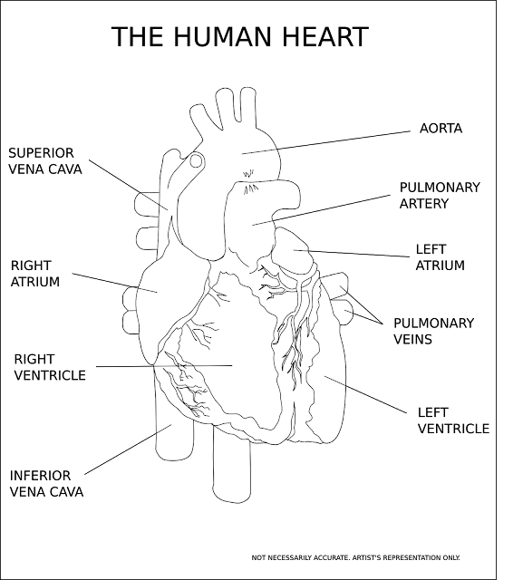 8. Free Circulatory System Lesson from PBS Learning Media