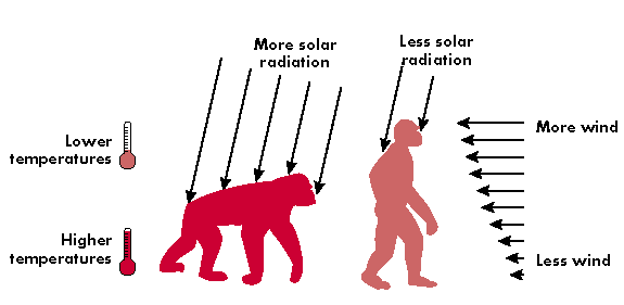 The Missing Links' Physical Anthropology Project