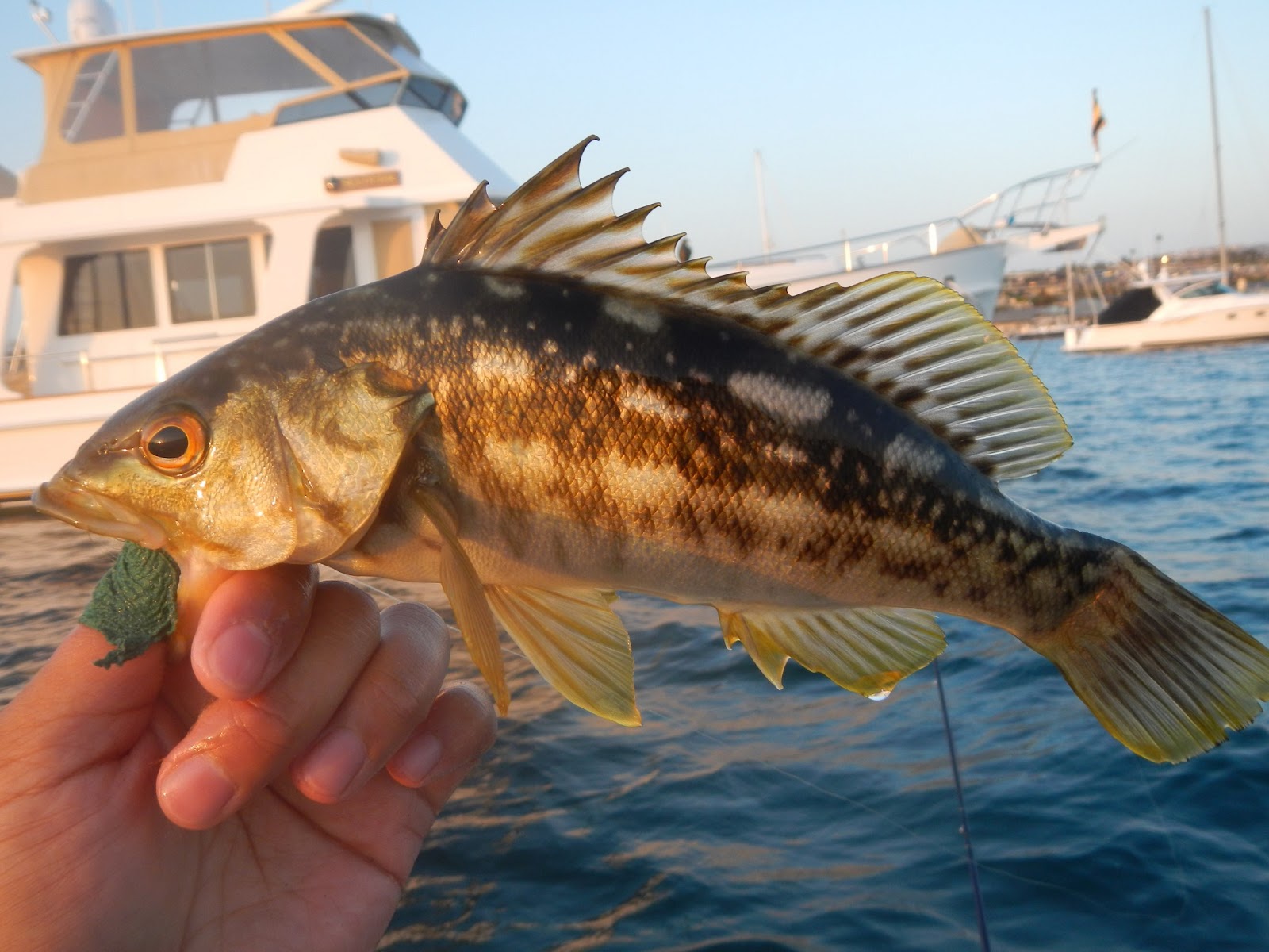 The Gourmet Sportsman Salt Water Bass Grand Slam