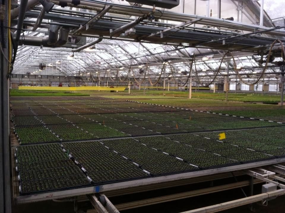 Green Zebra Market Garden Greenhouse Visit C Raker and Sons