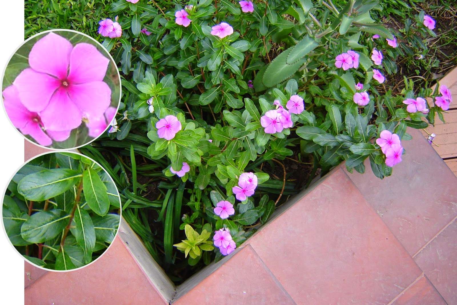 CULTOS RELIGIOSOS POPULARES: Vicaria