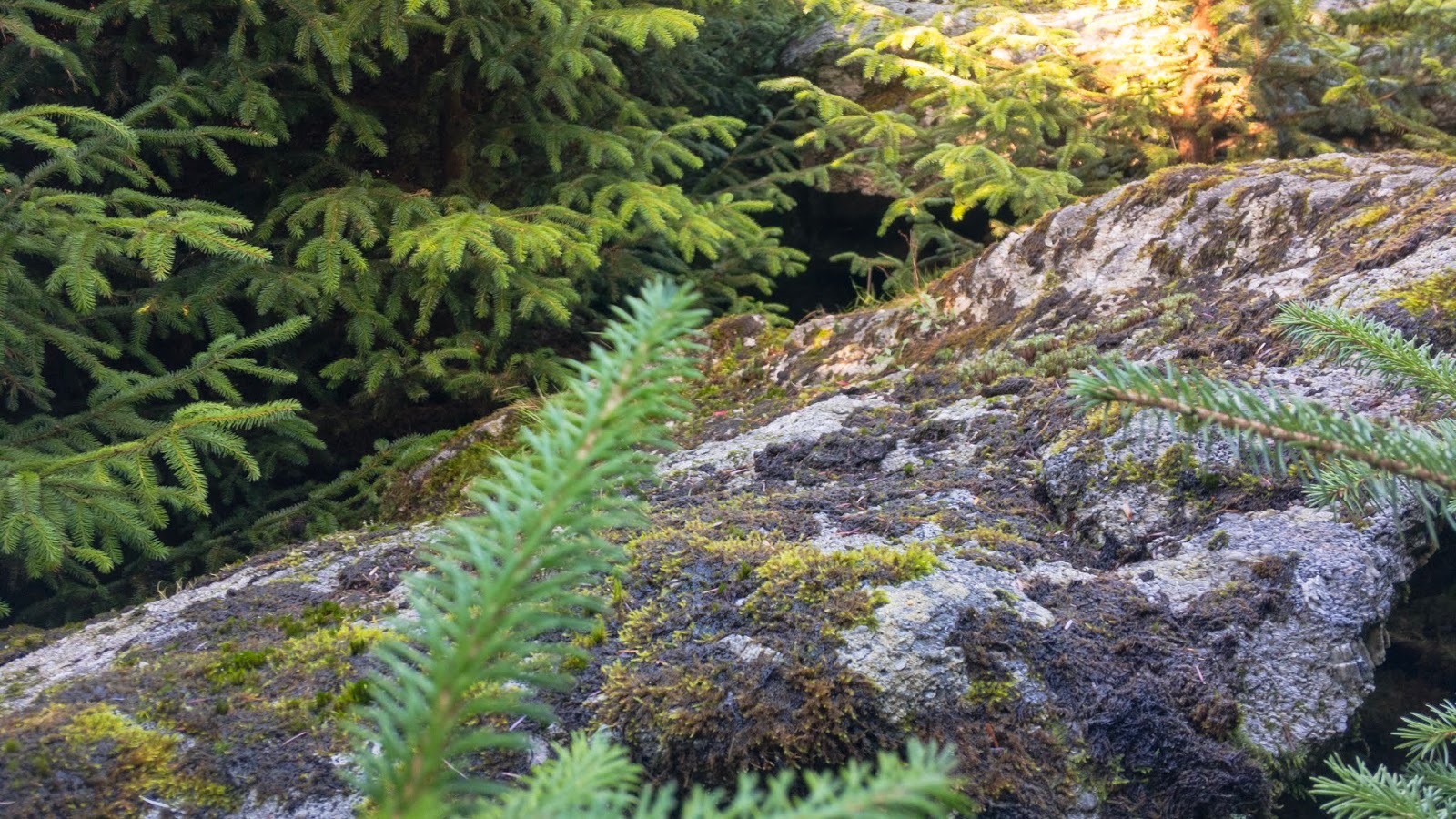 Max Piper Tor Bagger Dartmoor Finding the elusive Lowton Borough Rocks