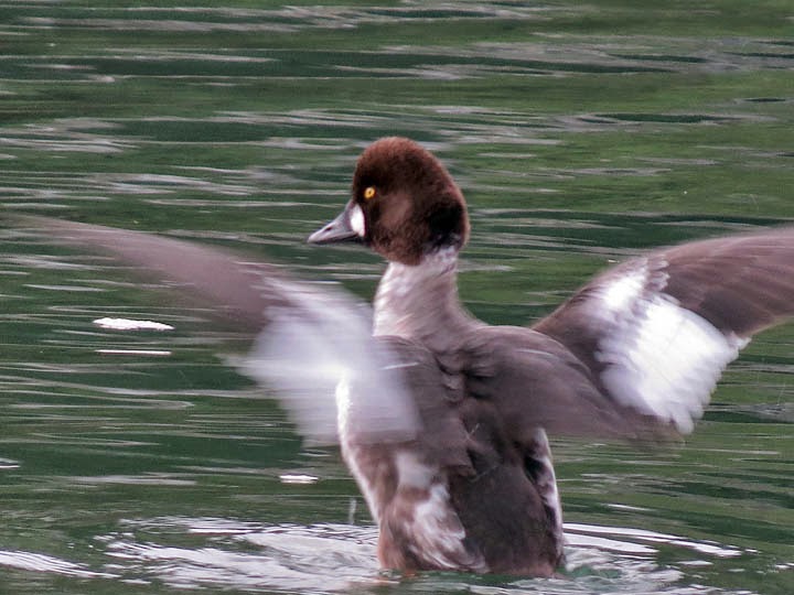 Contemplative Photography Spread your wings and dance!