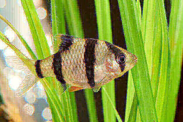 Jenis Ikan Sumatra Atau Tiger Barb Beserta Harganya Ikanesia.id