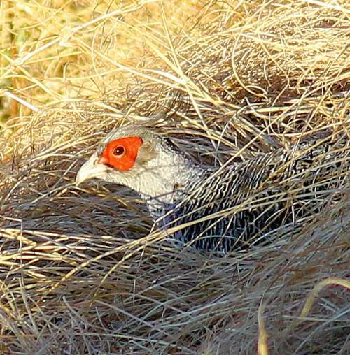 Cheer pheasant photos Birds of India Bird World