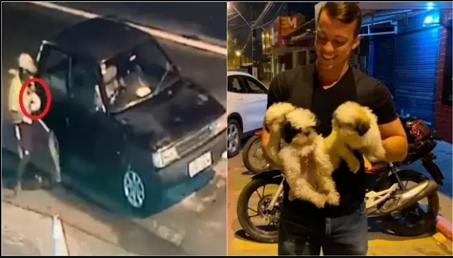 Cães da raça shih tzu furtados de pet shop são devolvidos aos donos