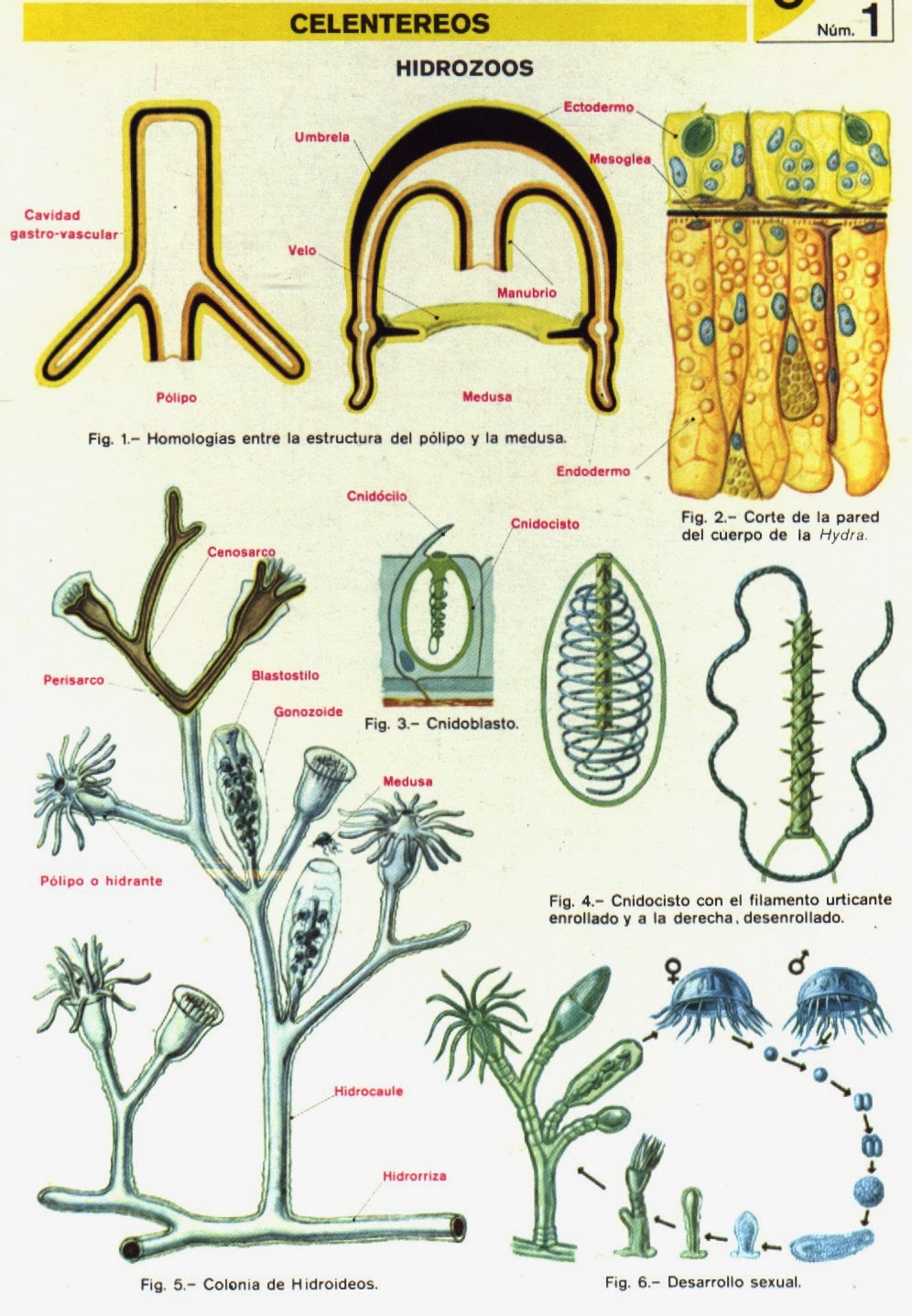 APOYO PROFESOR JANO: SESIÓN DE TRABAJO SOBRE CELENTÉREOS - 1º bachillerato