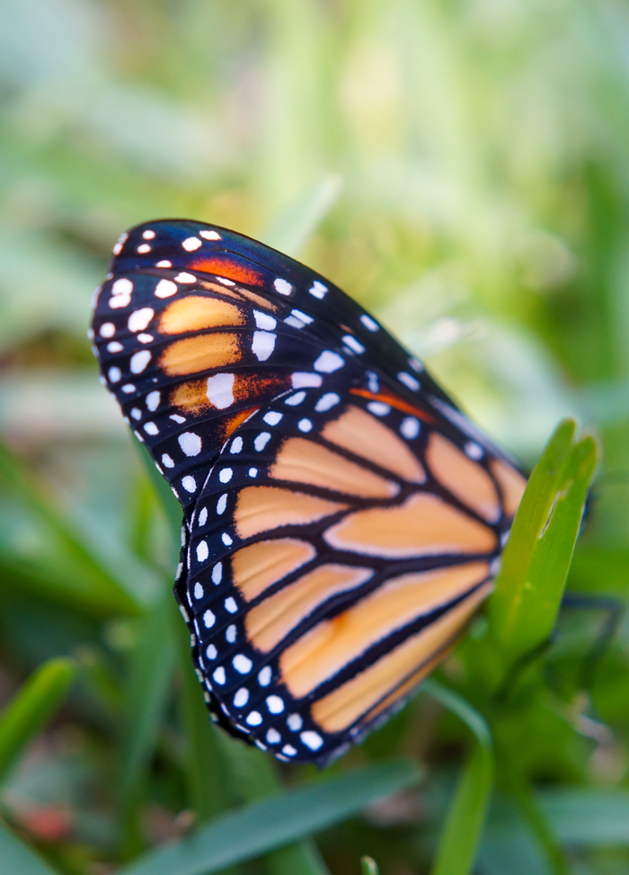 A Good Day for Butterflies...