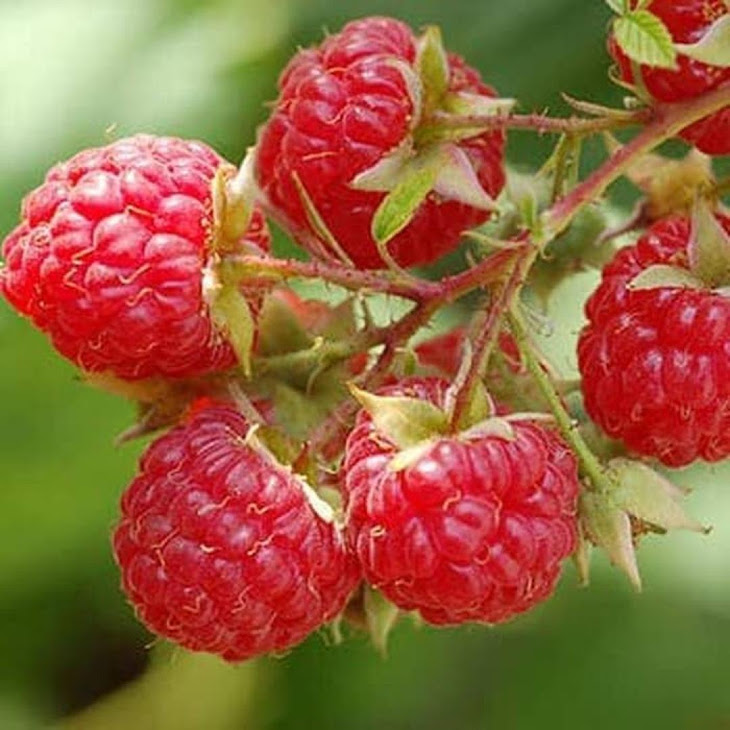 bibit tanaman buah raspberry raspberri rasberri rasberry rusberry Pagaralam