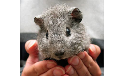 Teddy Guinea Pig Breed