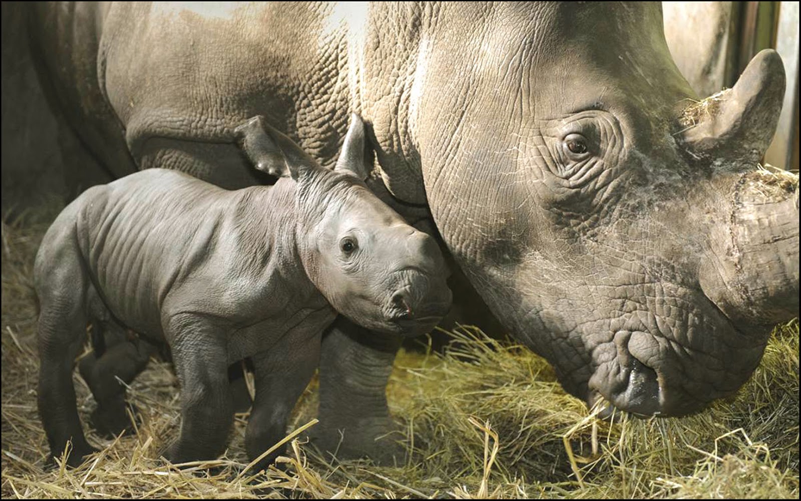 Сколько носорогов родилось в 2002 году. Носорог. Животные и Детёныши. Носорог фото. Детеныш носорога.
