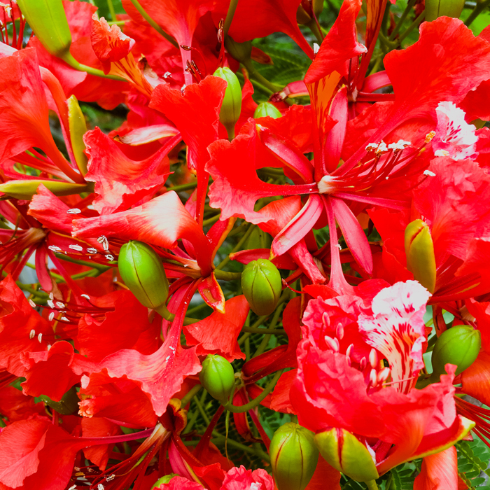 Burntfeather Year of Blooms December