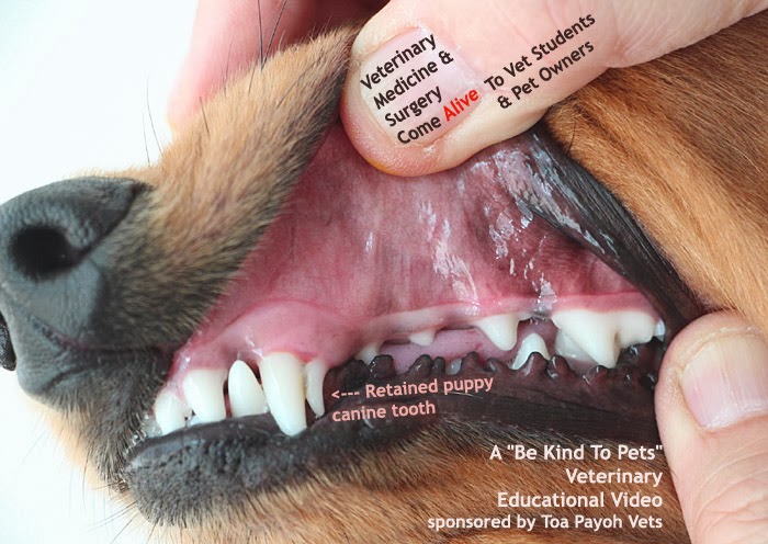 2010vets 1321. Periodontal Disease Grade 1 and 4 in 3 dogs