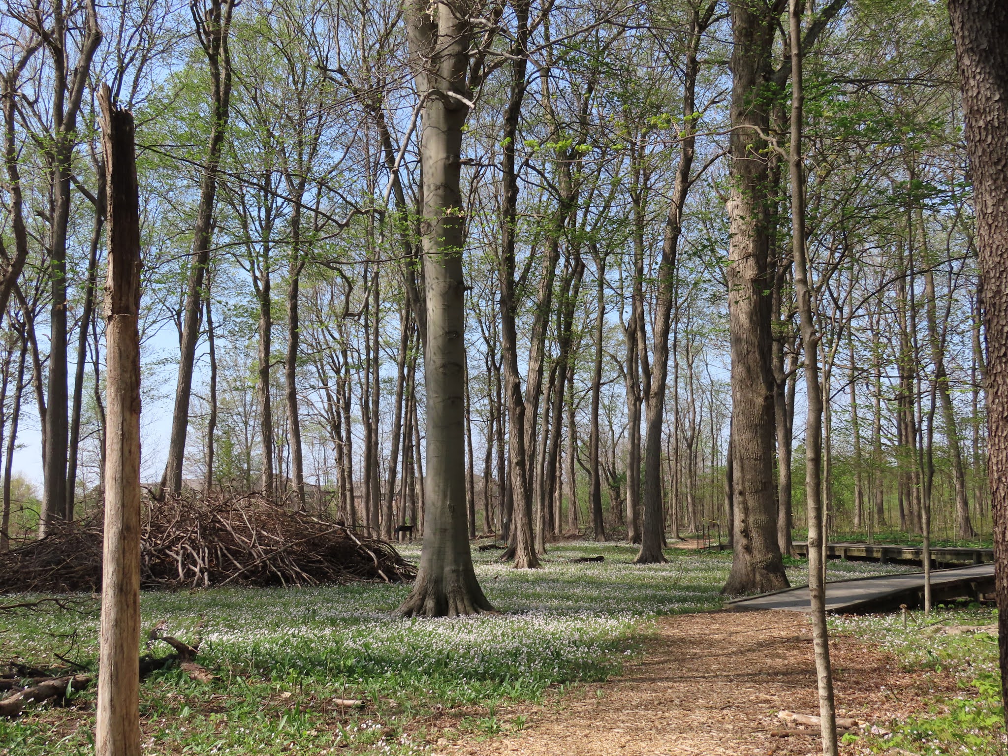 Mae's Food Blog The Celery Bog