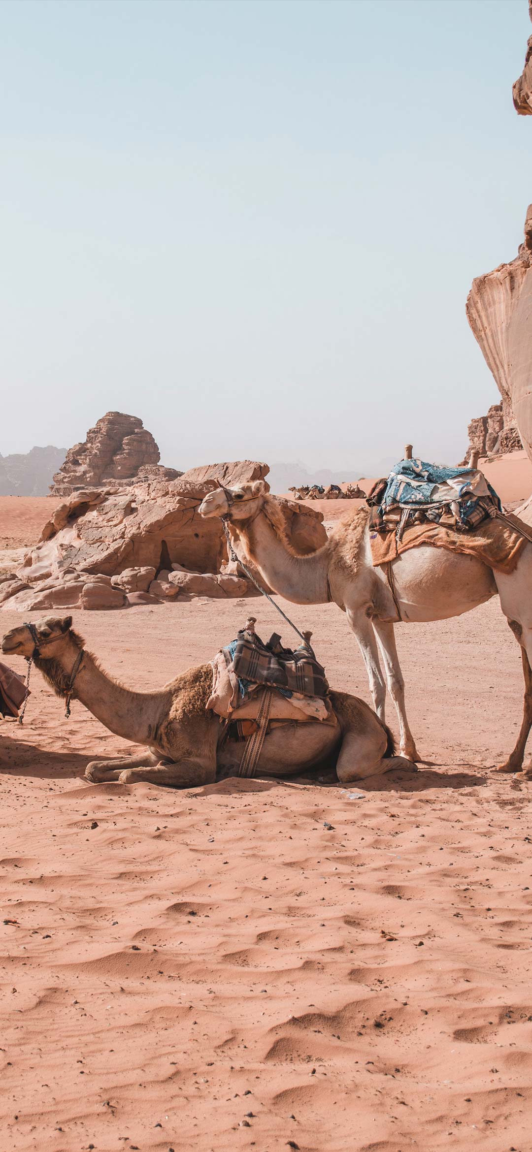 two%2Bcamels%2Bwallpaper