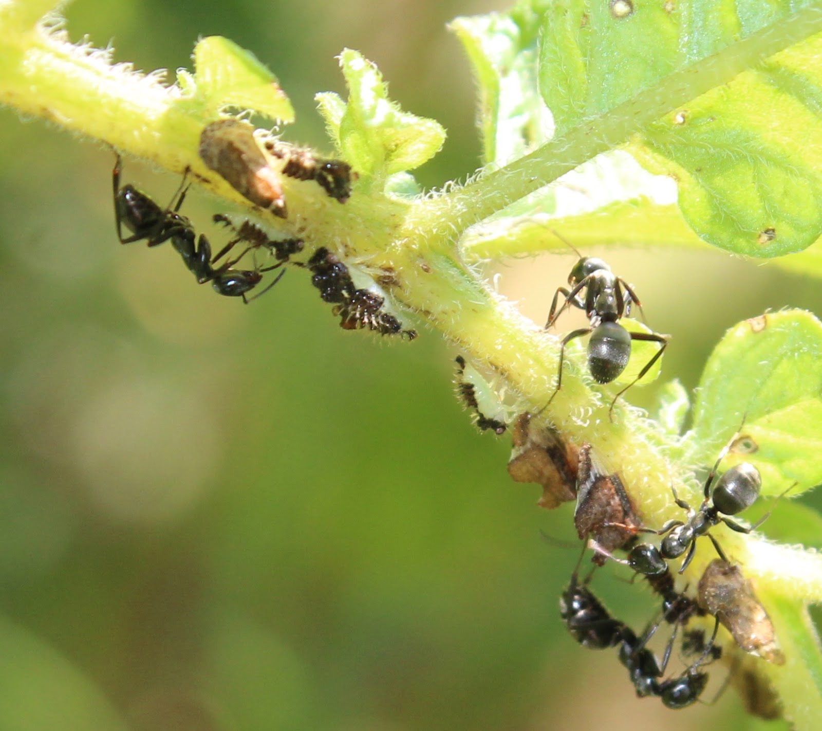 Anubis Bard: Ants farming their treehopper nymphs