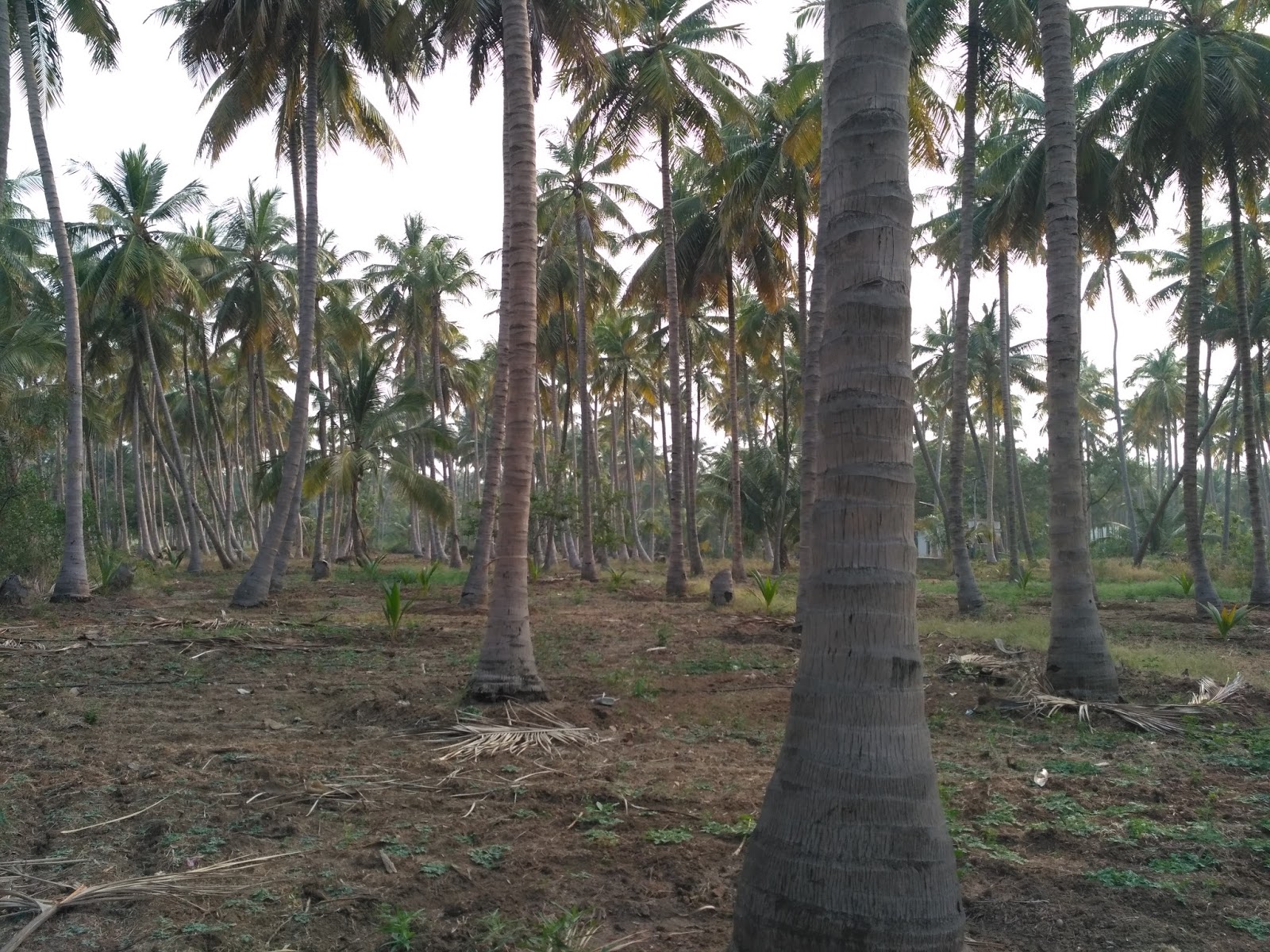 Kodaihills Realestate. Coconut farm land for sale in near vathalagundu