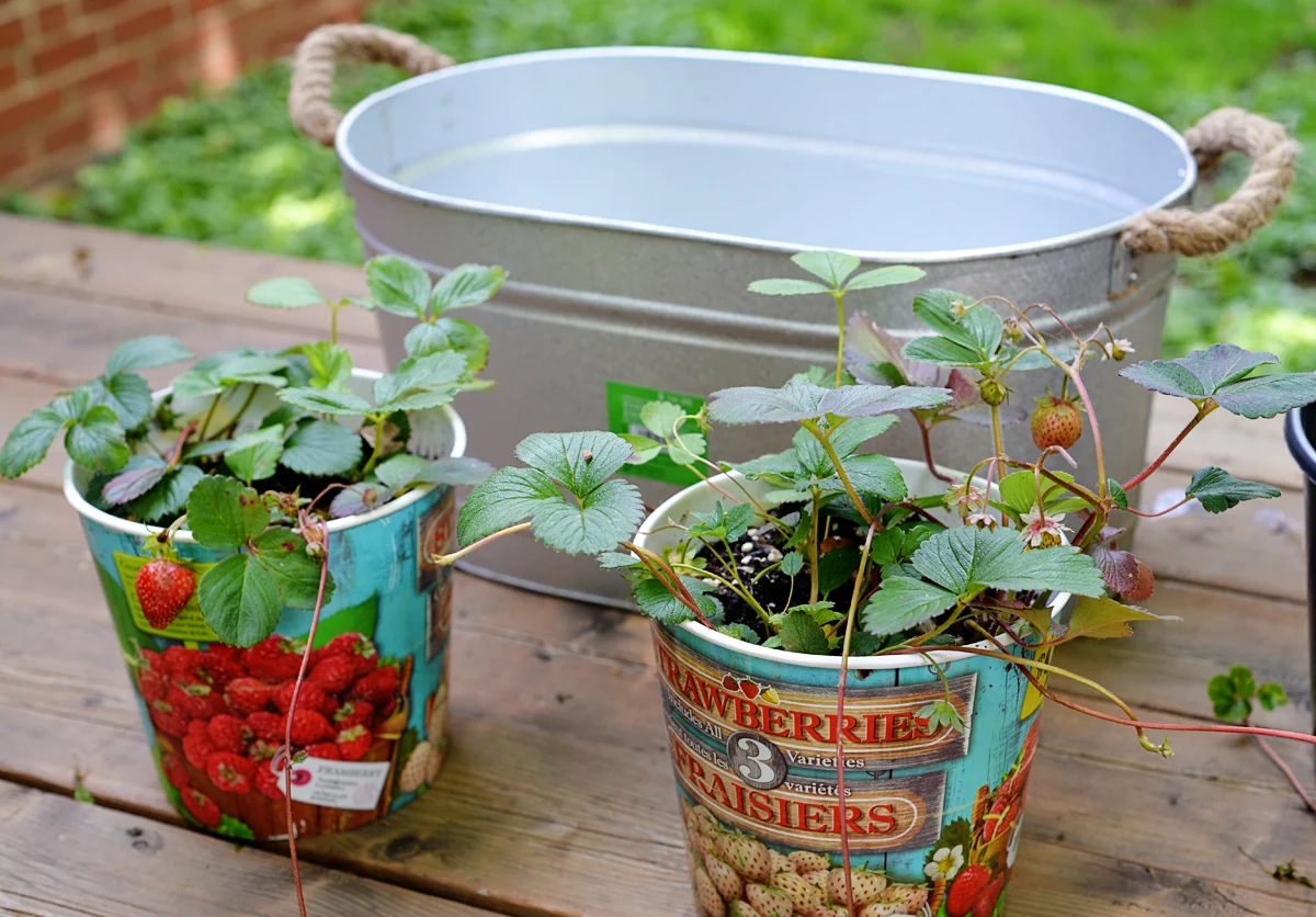 growing strawberry plant in galvanized planter