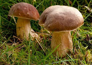 10 أنواع: تعرف على أنواع الفطر "المشروم" الغير سام الصالح للأكل (بالصور) Boletus%2Bedulis%2B%2528Boletes%2BMushroom%2529%2B-%2B%25D8%25B9%25D8%25A7%25D9%2584%25D9%2585%2B%25D8%25A7%25D9%2584%25D8%25B2%25D8%25B1%25D8%25A7%25D8%25B9%25D8%25A9