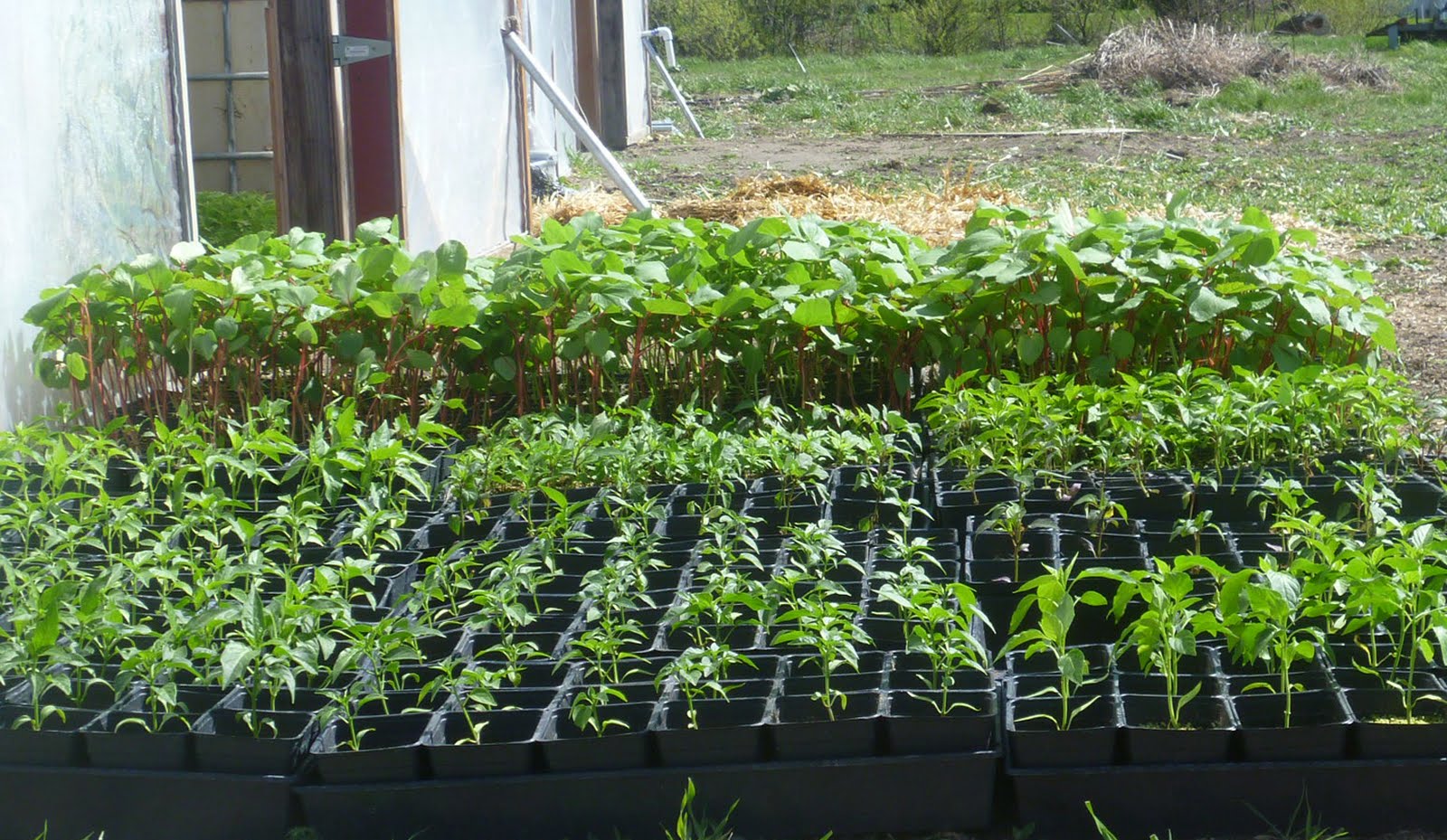 Jason's Fine Okra Okra seedlings are 3 weeks old!