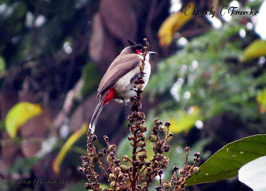 Red-whiskered bulbul - Pycnonotus jocosus