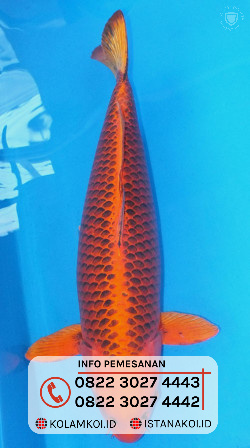ikan-koi-kawarimono1