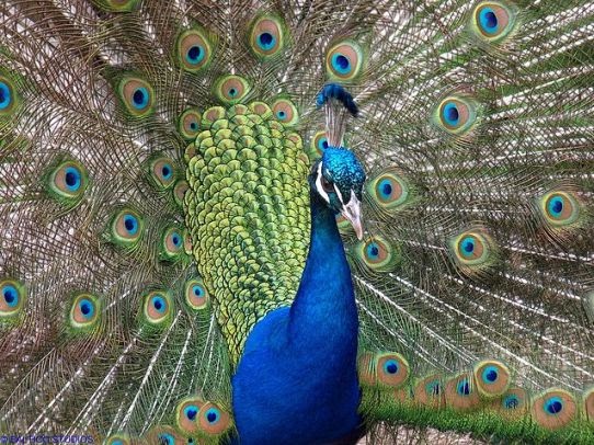 Karakteristik Burung Merak Biru, Hijau, Putih dan Hitam Karakteristik Burung Merak Biru, Hijau, Putih dan Hitam