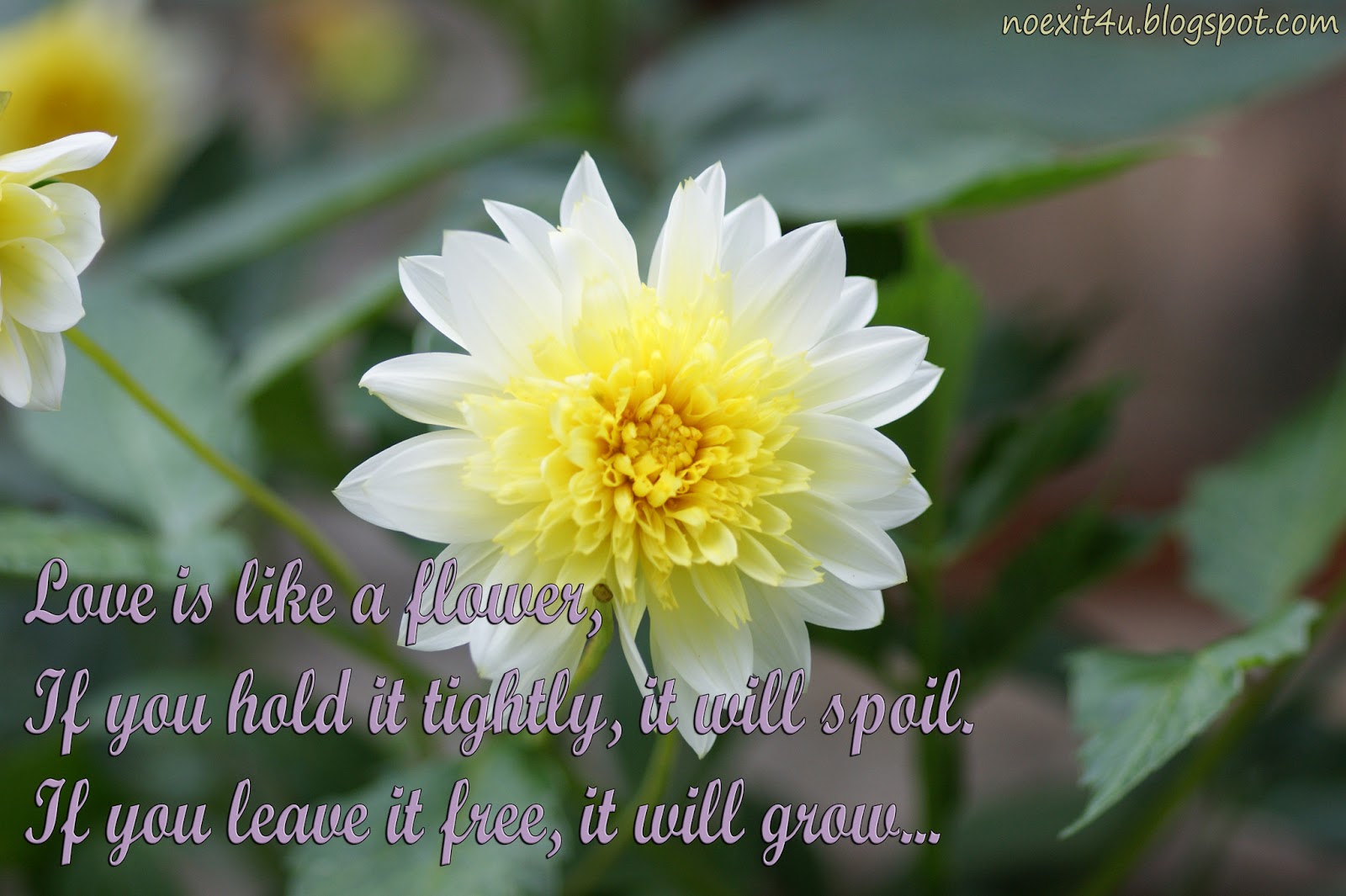 HD QUOTES FLOWER