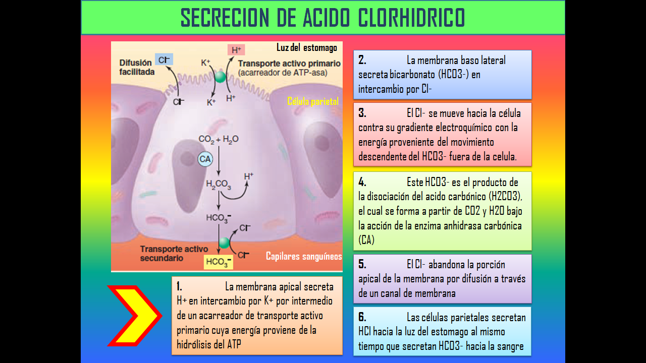 EL FABULOSO MUNDO DE LA FISIOLOGIA: SECRECION DE ACIDO CLORHIDRICO