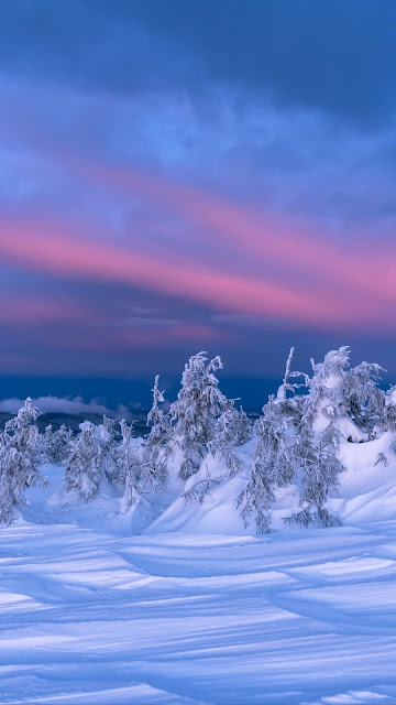 Winter Wallpaper, Landscape, Snow, Trees, Dusk