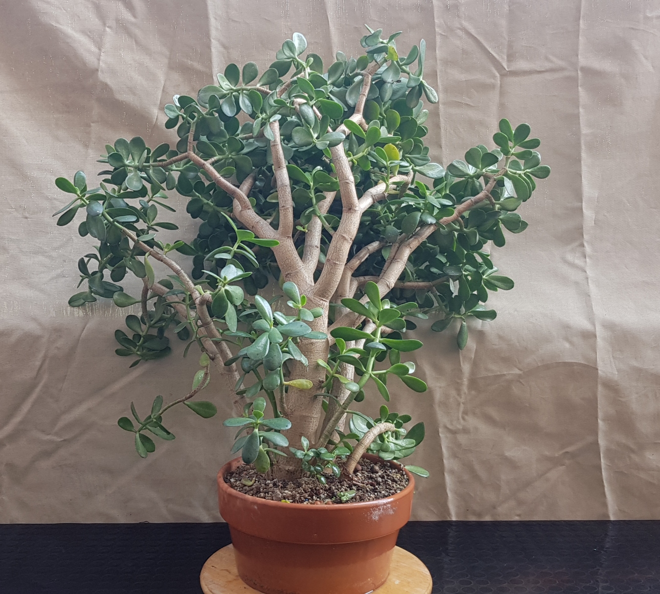 Pseudo bonsai (crassula ovata) 20200318_081130