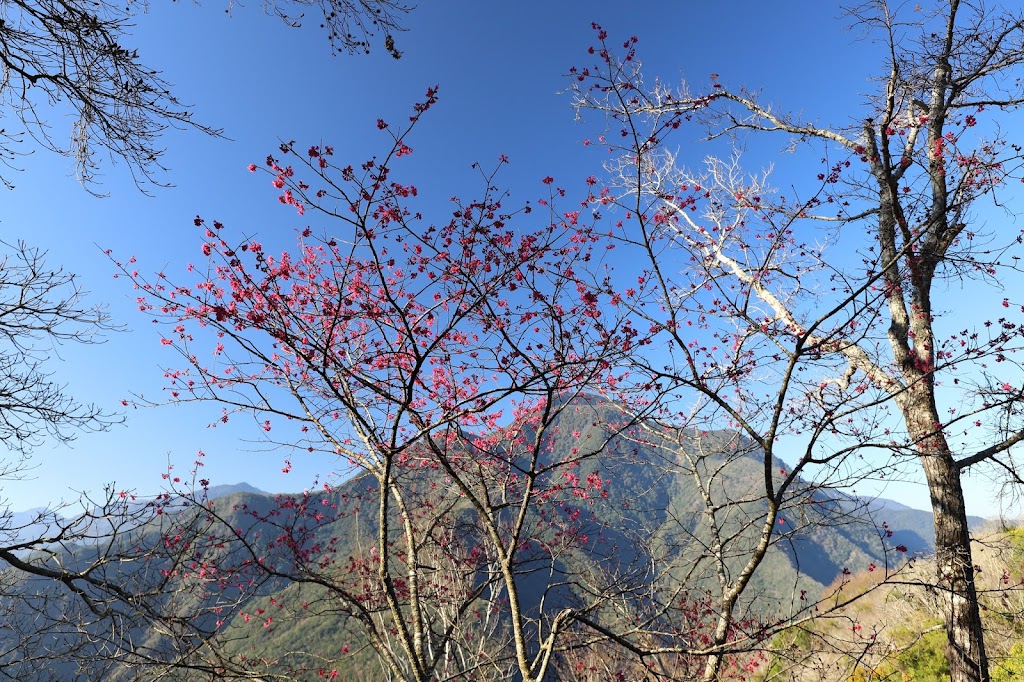 卡社山稜線上的山櫻花