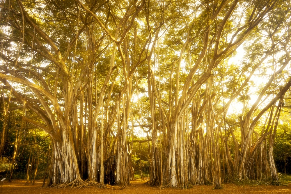 Top 30 Banyan Tree HD Images And Wallpapers Free Download Pics
