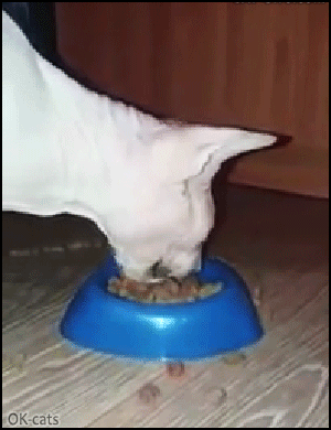 Crazy Cat GIF • When the BEAST wildly eats his lunch, trying to eat his food bowl too! Crazy Cat GIF • When the BEAST wildly eats his lunch, trying to eat his food bowl too!