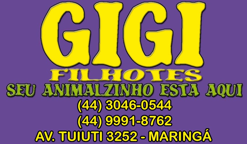 GIGI FILHOTES MARINGA (44) 3046-0544 / 3253-1300