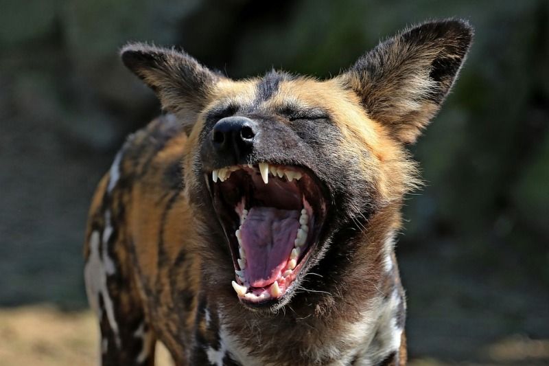 African wild dog facts, what is special about the African wild dog?