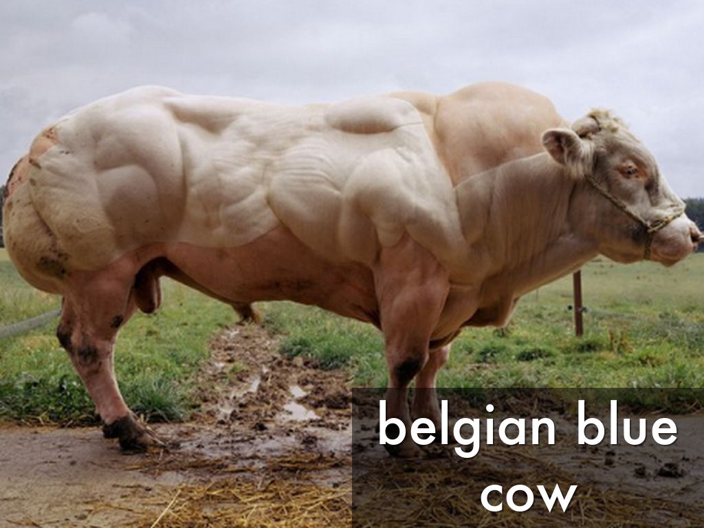 BioLogical Myostatin Mutations