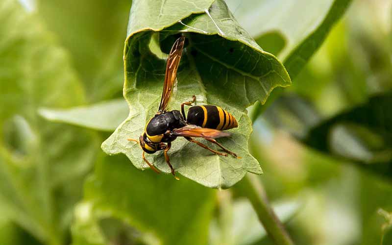 14 Contoh Hewan Yang Mengalami Metamorfosis Sempurna Holometabola