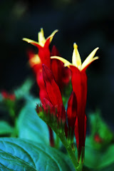 Spigelia marilandica