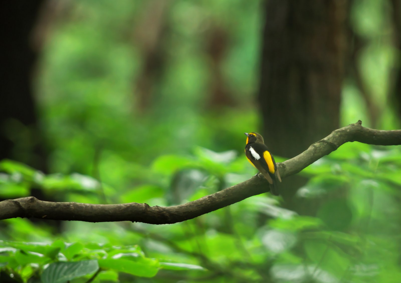 あなたのうつ病の原因はあなたの腸にあるかもしれません