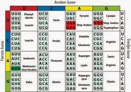 Tahapan Sintesis Protein Secara Rinci - Biologi Edukasi: Belajar Sains