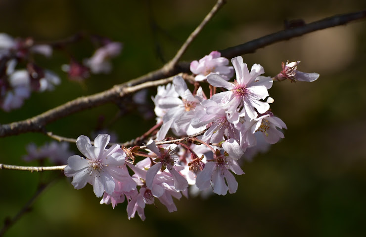 城峰公園の桜１