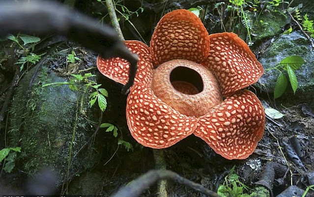 Berasal mana dari rafflesia bunga Fakta Unik