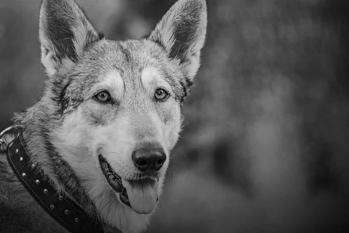 Wolf und Wachhund - Aesop Fabel 2 Wachhund Fabel Aesop