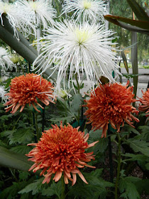 White spider and orange anemone chrysanthemums at 2016 Allan Gardens Conservatory  Fall Chrysanthemum Show by garden muses-not another Toronto gardening blog