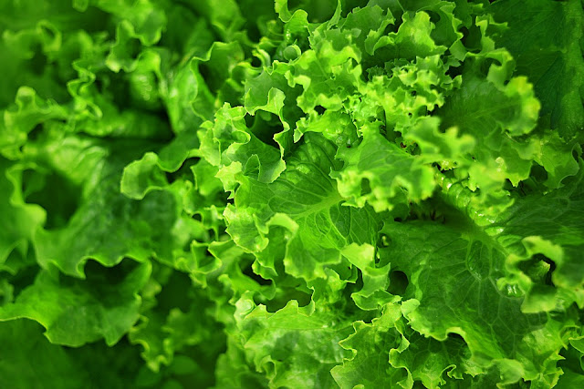 Tahapan dalam usahatani selada organik