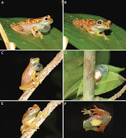 Species New to Science [Herpetology • 2020] Dendropsophus bilobatus