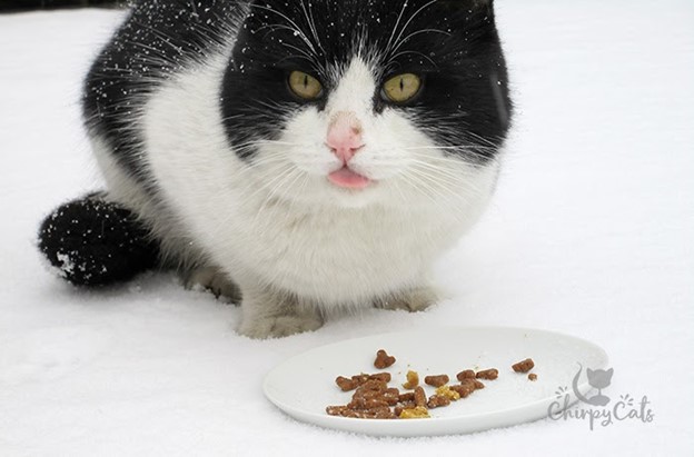 black and white stray cat eating in the snow