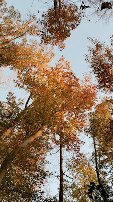 fall, leaves, fall leaves, blue sky