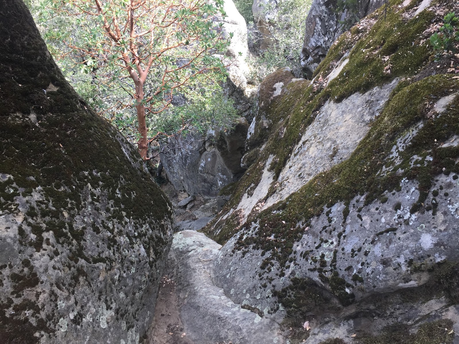 Hiking in the Bay Area Summit rock loop trail, Sanborn county park